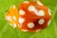 Vibidia duodecimguttata