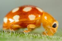 Vibidia duodecimguttata
