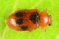 Coccidula scutellata