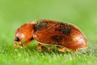 Coccidula scutellata