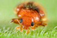 Coccidula scutellata