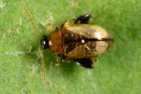 Psylliodes affinis