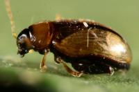 Psylliodes affinis