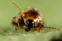 Psylliodes affinis