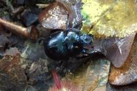 Anoplotrupes stercorosus
