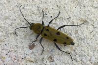 Chlorophorus glabromaculatus