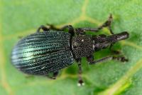 Perapion violaceum