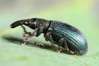 Perapion violaceum