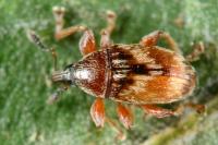 Nanophyes marmoratus