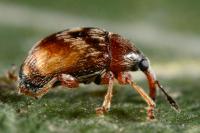 Nanophyes marmoratus