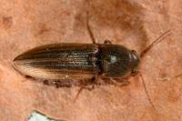 Agriotes lineatus