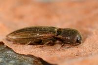 Agriotes lineatus