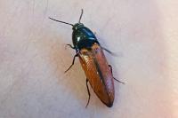 Ampedus sanguinolentus