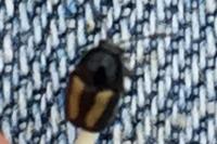 Cryptocephalus vittatus