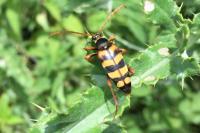 Leptura aurulenta