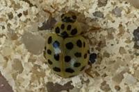 Psyllobora vigintiduopunctata