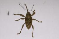 Curculio elephas