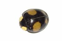 Harmonia axyridis