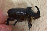 Oryctes nasicornis