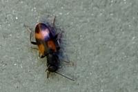 Anthicus antherinus