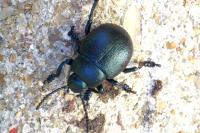 Timarcha goettingensis