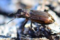 Notiophilus biguttatus