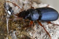 Ophonus ardosiacus