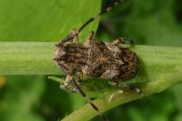 Mesosa nebulosa