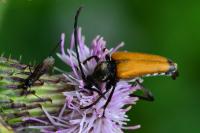 Stictoleptura fulva