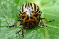 Leptinotarsa decemlineata