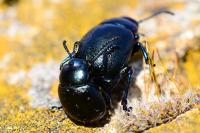 Timarcha goettingensis