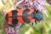 Trichodes alvearius