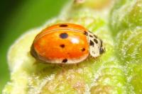 Adalia decempunctata