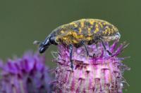 Larinus turbinatus