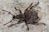 Otiorhynchus singularis
