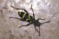 Clytus arietis