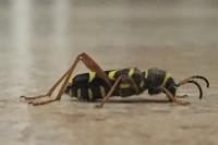 Clytus arietis