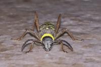 Clytus arietis