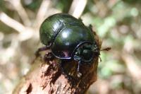 Anoplotrupes stercorosus