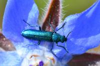 Psilothrix viridicoerulea