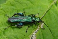 Oedemera nobilis