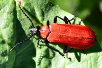 Pyrochroa coccinea