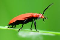 Pyrochroa serraticornis