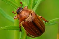 Amphimallon solstitiale