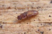 Metopsia clypeata