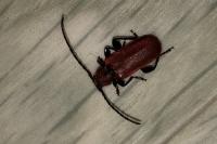 Pyrrhidium sanguineum