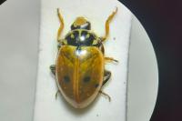 Hippodamia variegata