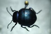 Timarcha goettingensis