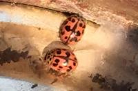 Oenopia conglobata