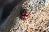 Oenopia conglobata